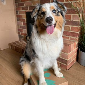 Craft Gin Club dog