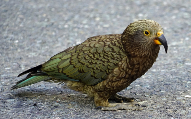 Kea Parrot