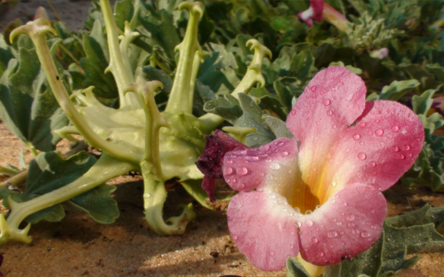 Image via Kalahari Biocare