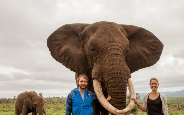 elephant