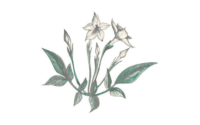 oolong tea botanical.jpg