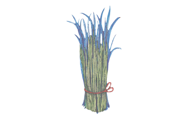 bourbon vetiver botanical.jpg