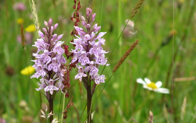Wild meadow flowers blooming