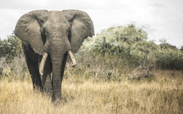 elephant