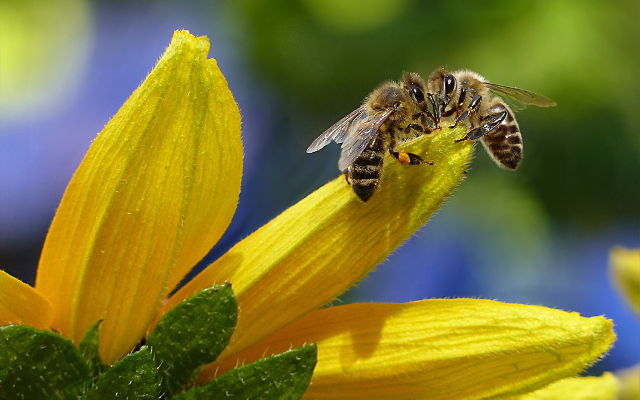 flowers and two bees