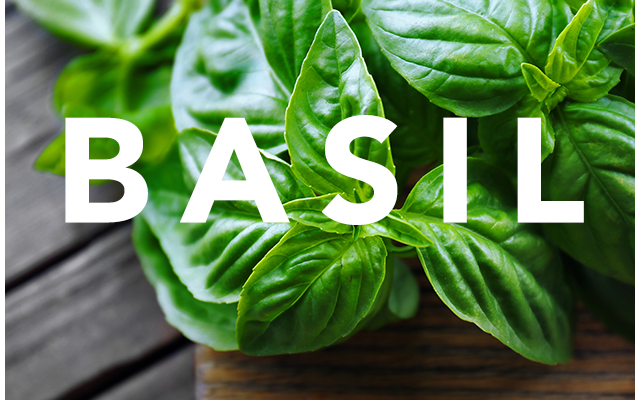 Basil leaves