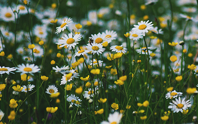 chamomile.jpg