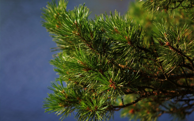 Mountain pine botanical