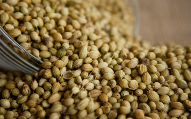 Coriander seeds botanicals