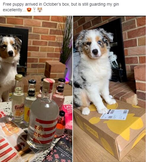 Free+puppy.jpg