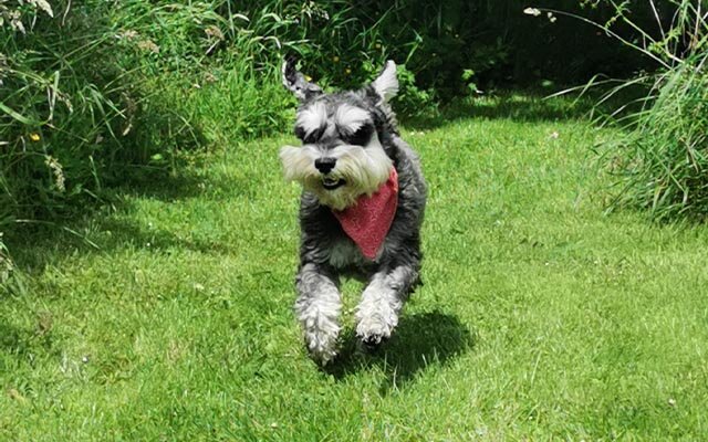 Mr. Mackintosh is passionate about fitness and self-preservation, so he uses his garden patrol to get in some extra zoomies when he can.