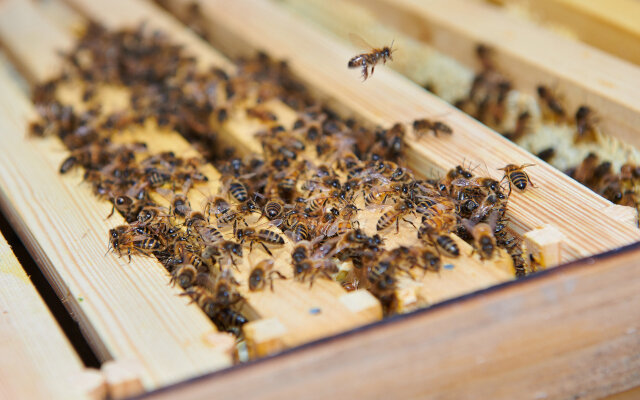 Bees at the Apiary
