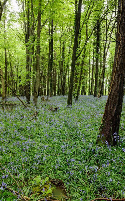 shortcross gin foraging