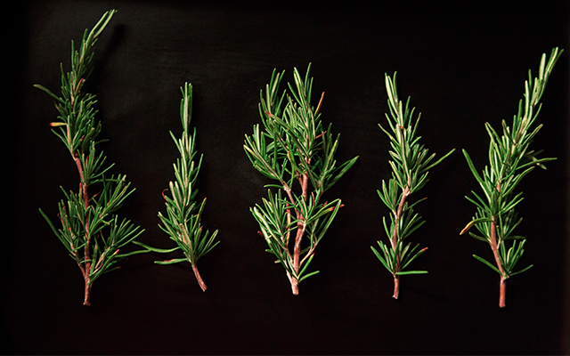 ROSEMARY.jpg