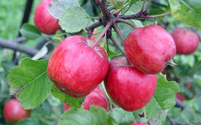 Apple european botanical