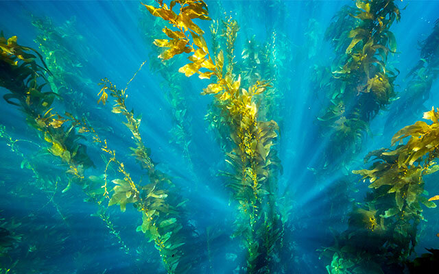 Kelp