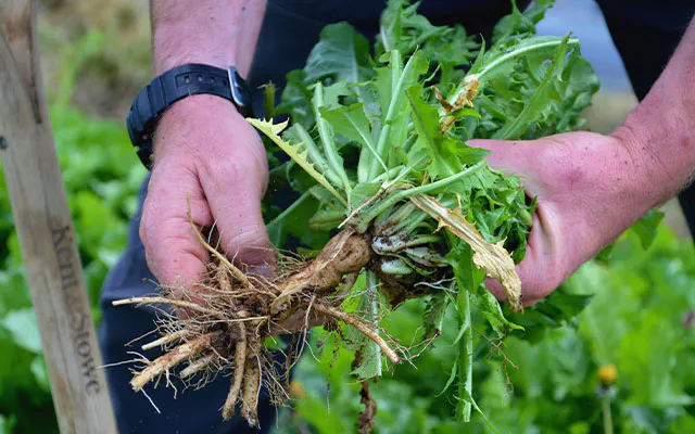 Dandelion root, an ingredient in Warner's Spiced Botanical Gin