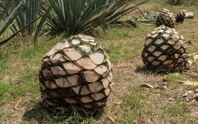 Blue agave heart, known as piña
