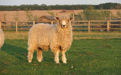 sheep