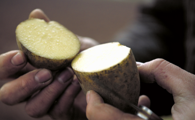 windspiel potato gin