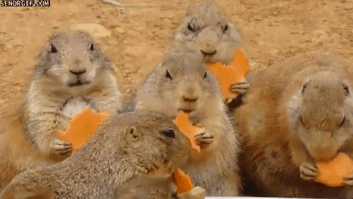 Chipmonks eating