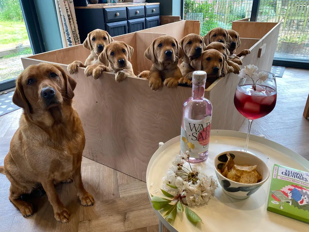 Puppies 