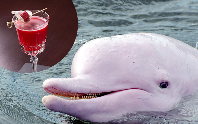 Bolivian pink dolphins.png