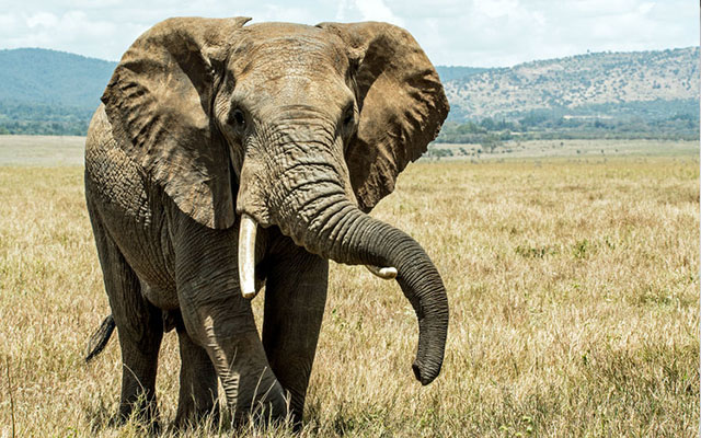 ELEPHANT POOP GIN.jpg