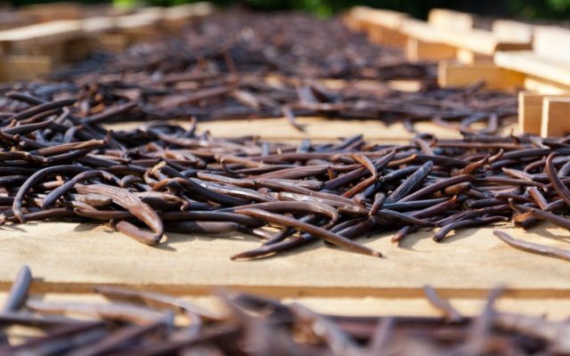 vanilla pods botanicals
