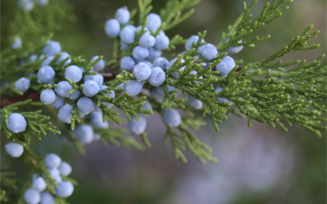 Juniper berries growing in the wild