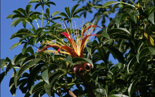 Baobab African flower
