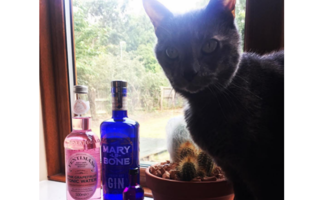 Marylebone gin and grey cat in window