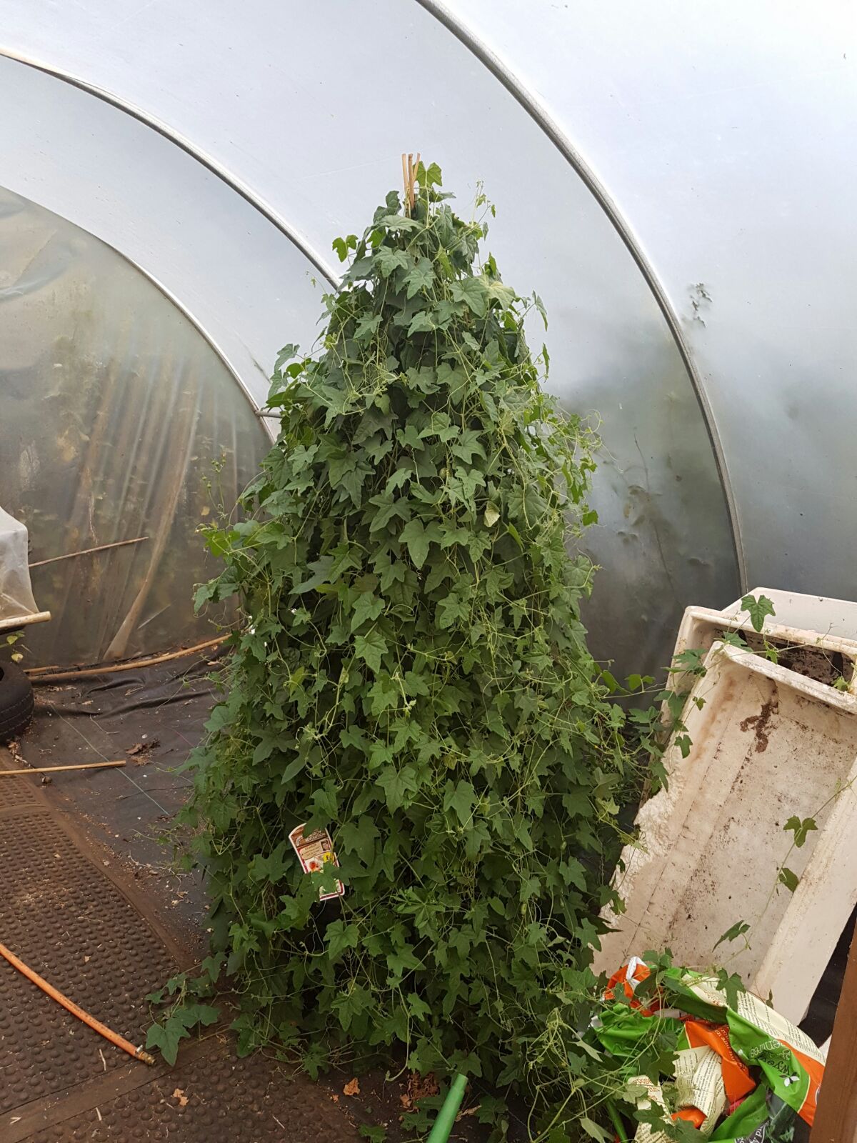 Cucamelon plant