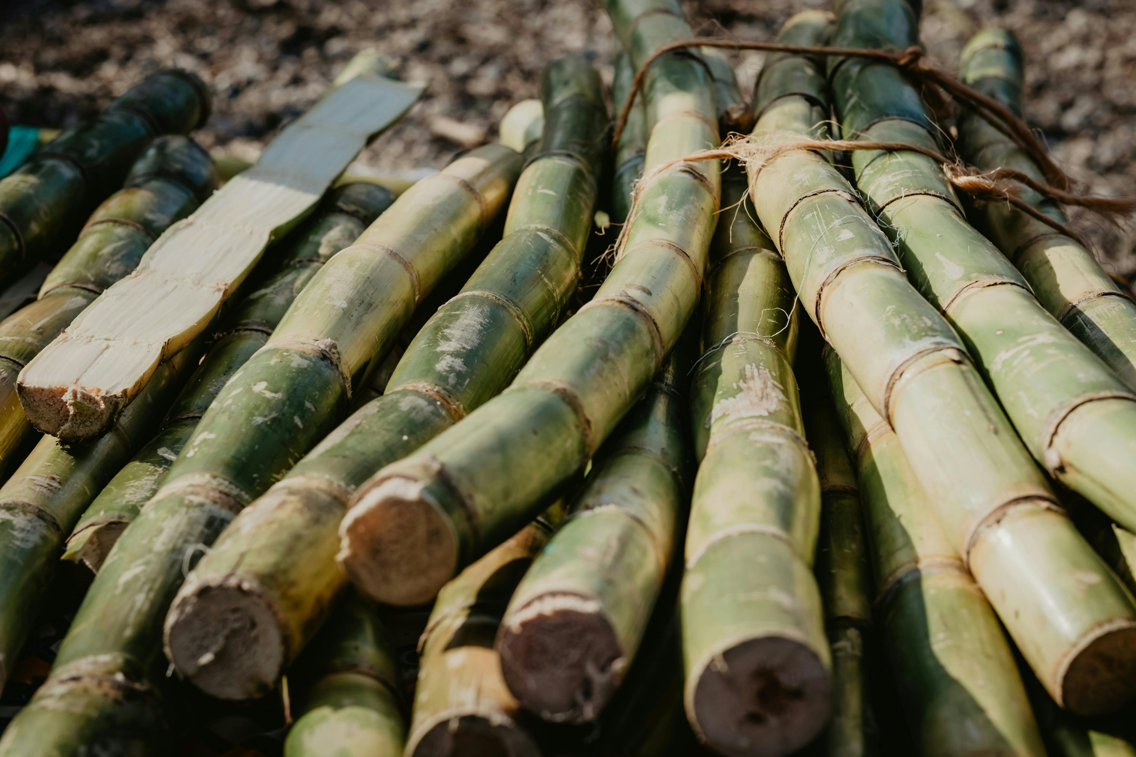 A picture of sugarcane product