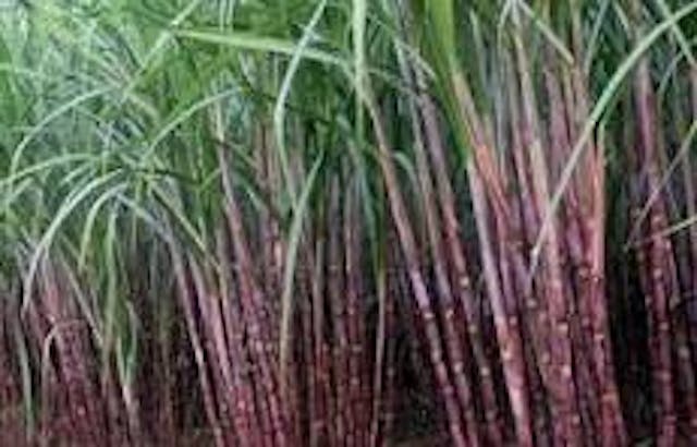 A picture of Purple Sugarcane Sticks