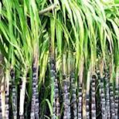 A picture of Black Sugarcane Sticks