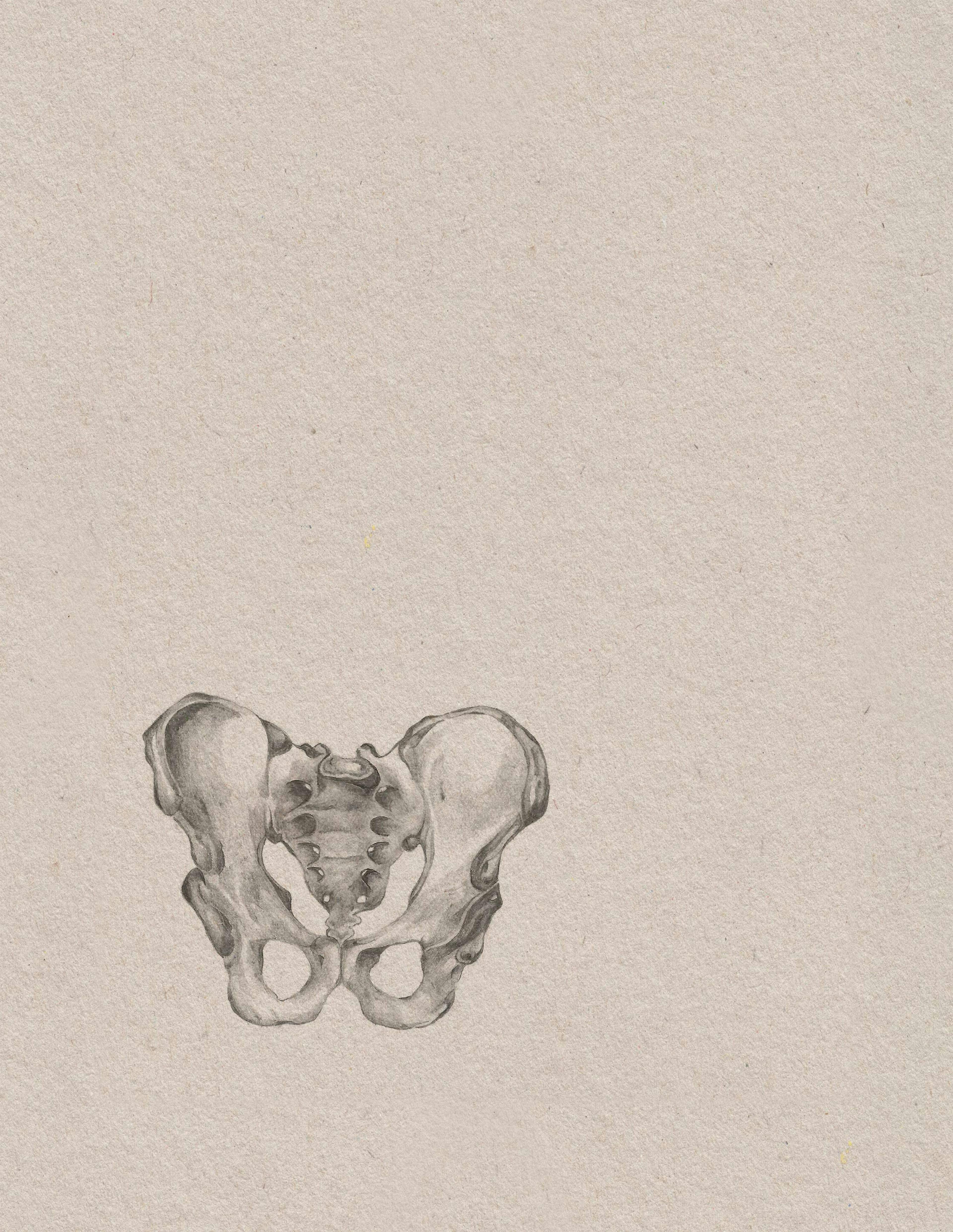 A pencil drawing on grey coloured paper of the anatomy of the pelvic girdle. 