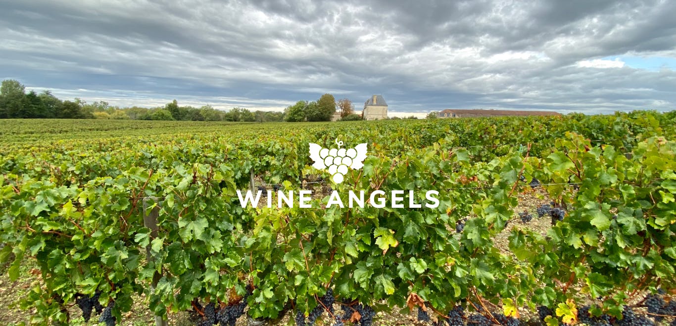 Les vignes du Château Edmus avec le logo des Wine Angels
