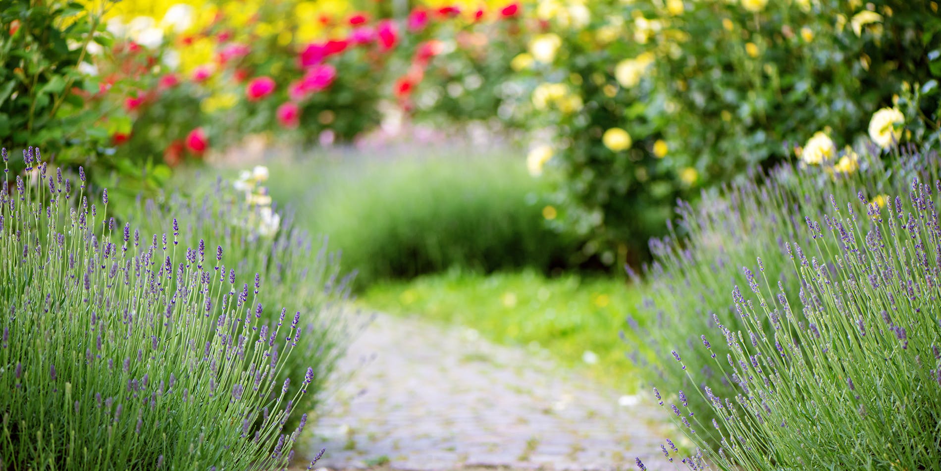 A garden path with lavender