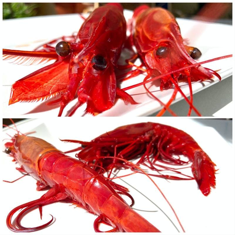 Carabinero or Red Shrimp