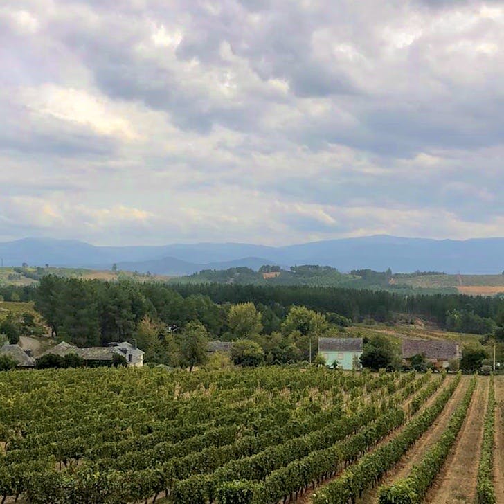 harvesting of grapes