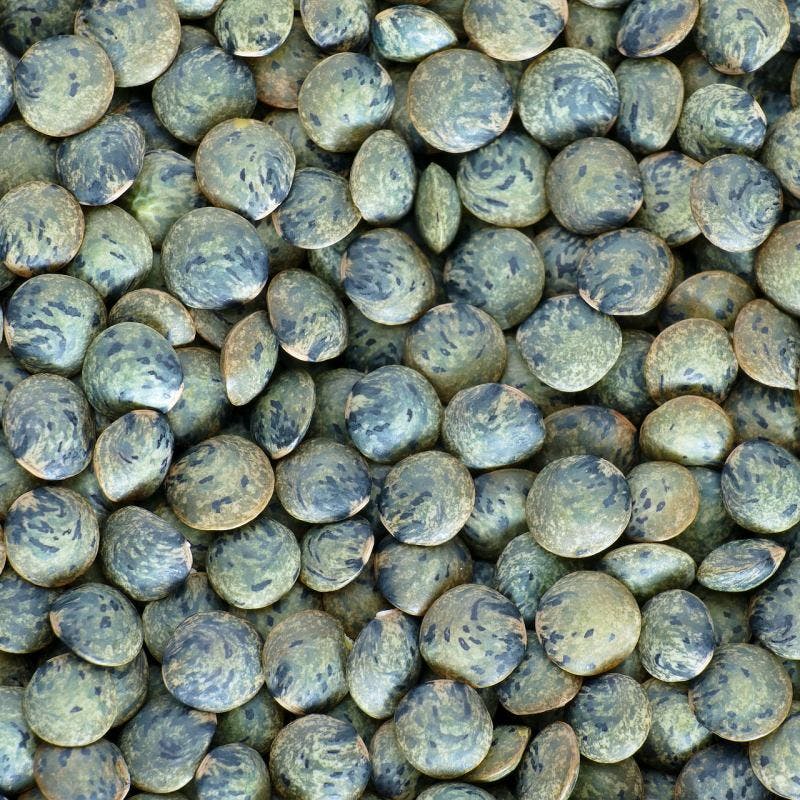 Puy lentil
