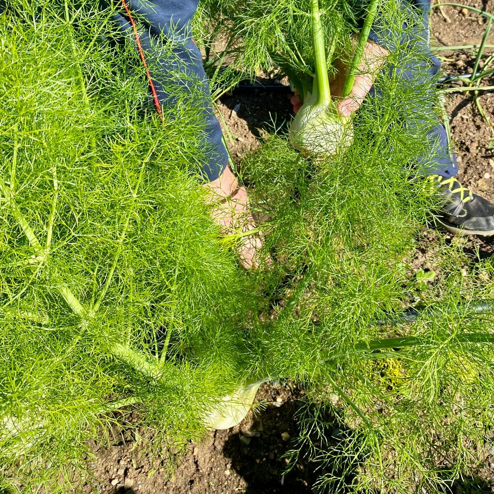 fennel in the garden