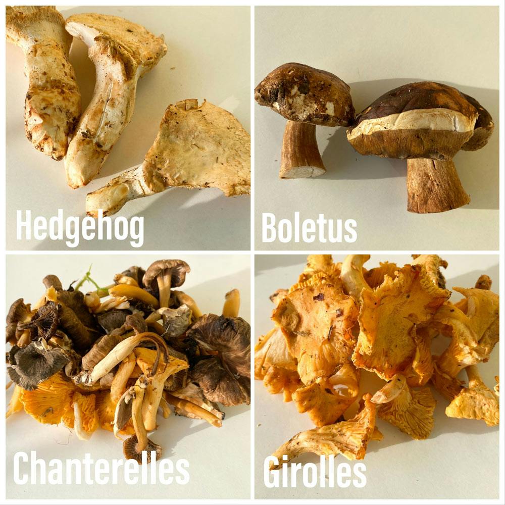 Mushrooms, Hedgehod, Boletus, Chaterelles, and Girolles
