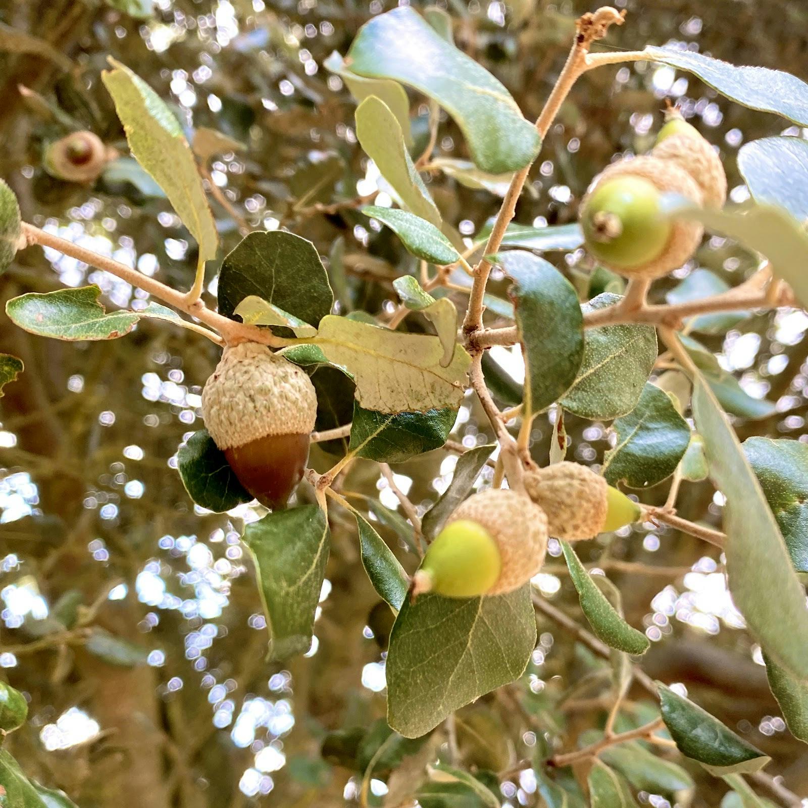 acorns