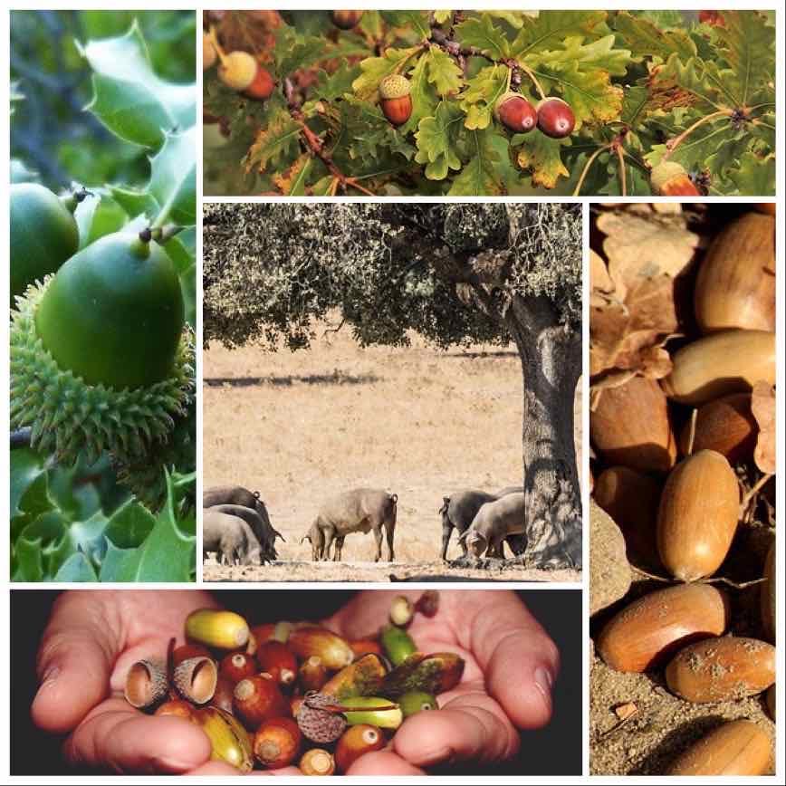 Holm oak, Cork oak and gall oaks trees