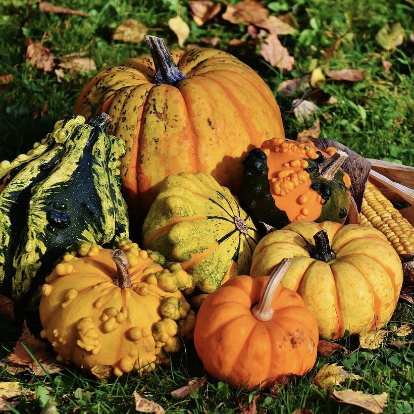 autumn vegetables