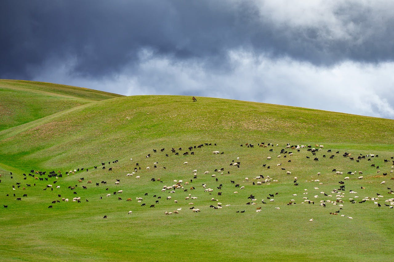 cow field