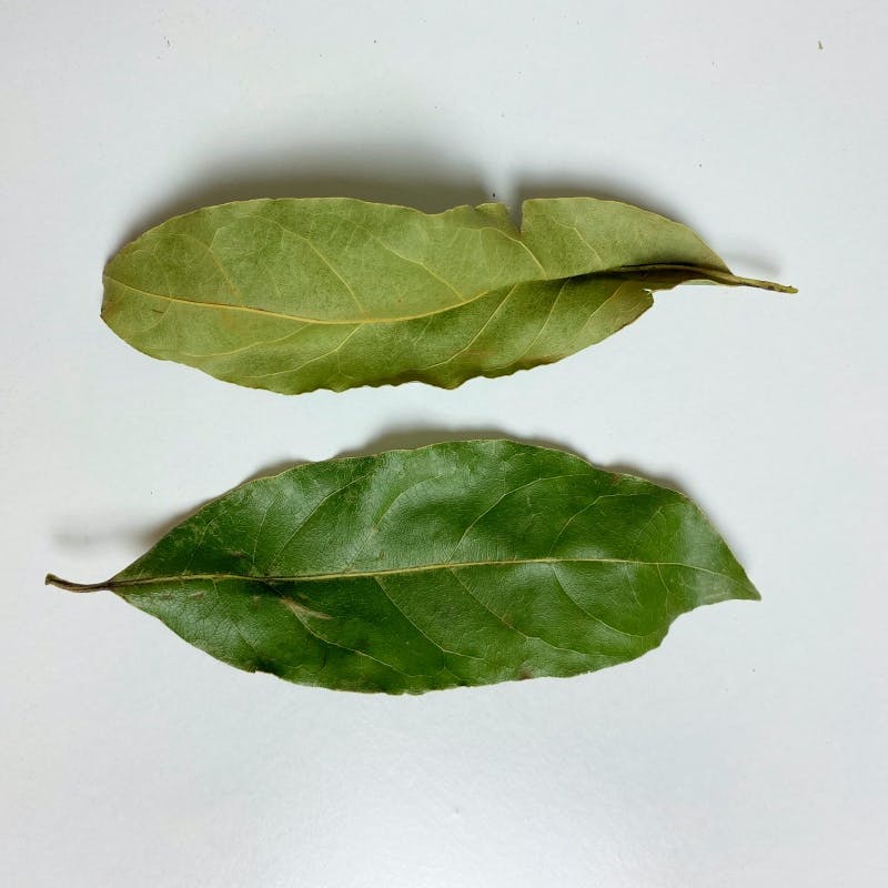 Bay leaf