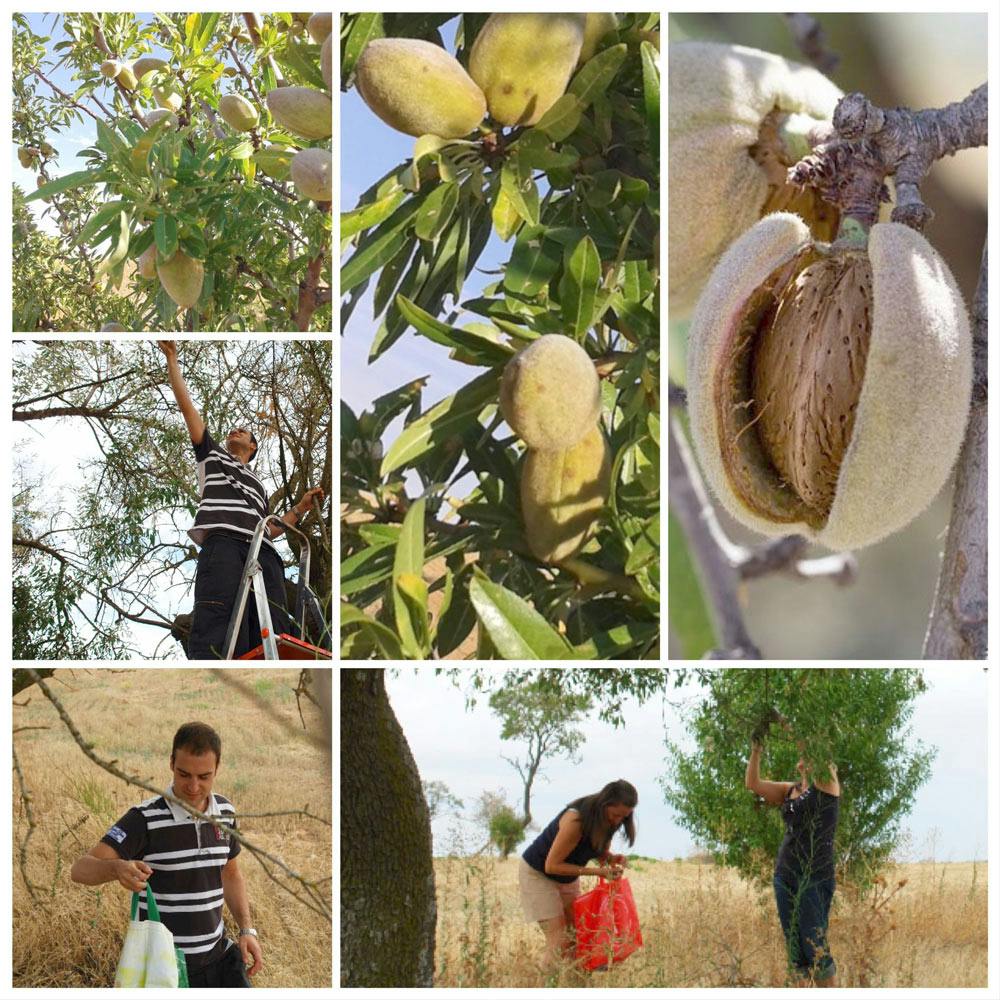 Picking Almonds